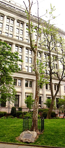 File:Bicentennial moon tree.jpg