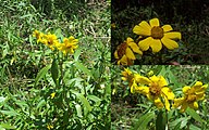 Bidens laevis, or smooth beggartick with magnified insets