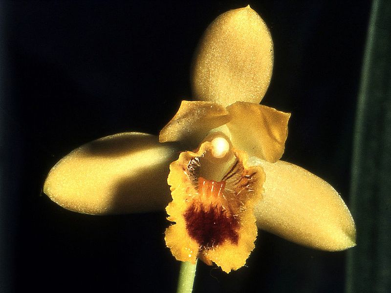 File:Bifrenaria vitellina Orchi 03.jpg