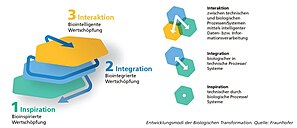 Zur Biologischen Transformation zählen die Schritte Inspiration, Interaktion und Integration.