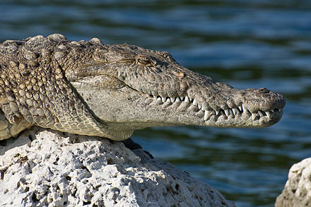 Дикий аллигатор. Нильский крокодил Густав. Острорылый крокодил Crocodylus acutus. Нильский крокодил и Аллигатор. Короткомордый крокодил.