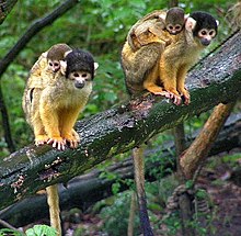 Black-capped Squirrel Monkeys in tree.JPG