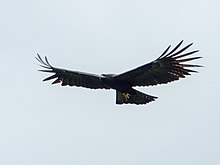 Black Eagle, Samosir Regency, North Sumatra, Indonesia 1.jpg