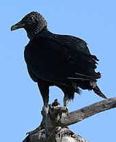 Black vulture Black Vulture-27527.jpg