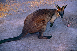 Black Wallaby (Wallabia bicolor) (10002247314).jpg