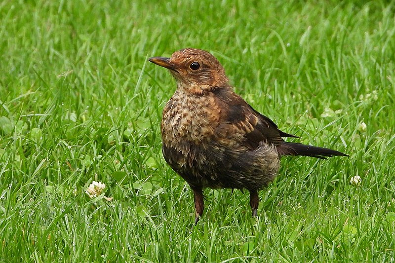 File:Blackbird-4345966 1920.jpg