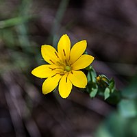 Centaurée jaune