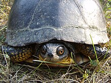 Blanding's turtles is one of several endangered species that inhabit the city. Blanding's Turtle.JPG