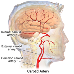 Blausen 0170 Arterie szyjne.png