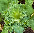 Bloemknop van Eryngium giganteum 'Miss Willmott's Ghost'.