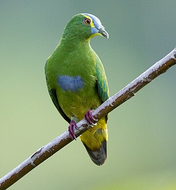 Blue-capped fruit dove