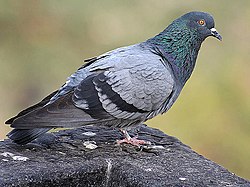 Blue Rock Pigeon I2 IMG 7877.jpg