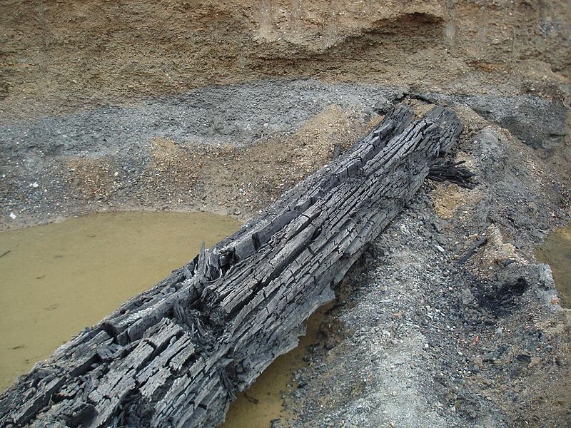 File:Bog-wood from Sava river, BiH.jpg