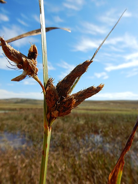 File:Bolboschoenus maritimus - cosmopolitan bulrush - Flickr - Matt Lavin (6).jpg