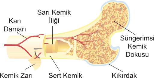 File:Bone cross-section-tr.svg