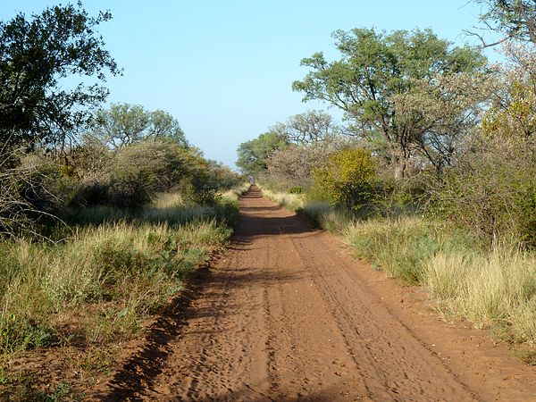 Low altitude bushveld in the Limpopo valley