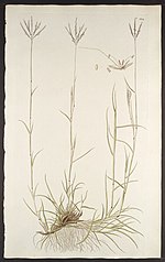 Miniatura para Bothriochloa