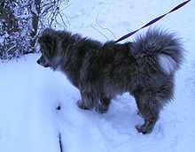 long haired japanese akita