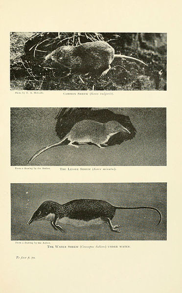 File:British mammals (6358179325).jpg