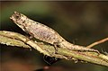 Brookesia nana mâle.