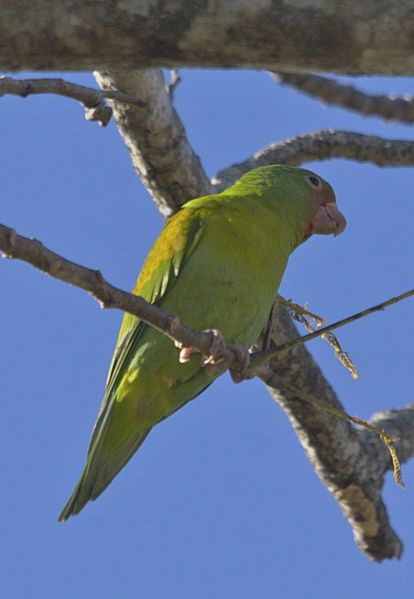 File:Brotogeris jugularis -Guanacaste Province, Costa Rica-8 (1).jpg