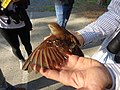 Thumbnail for File:BrownThrasher in SalisburyMD 01.jpg