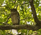 Brown Fish Owl