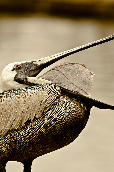 Brown pelican showing throat pouch