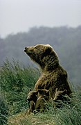 Une ourse kodiak avec ses oursons, en Alaska