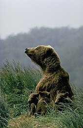 Mother bear with cubs Brown bear cow with cubs, USFWS 05373.jpg