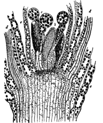 Lengtedoorsnede door Funaria hygrometricae=bladeren, d=bladnerven, c=parafysen (steriele organen), b=antheridia (mannelijk organen).