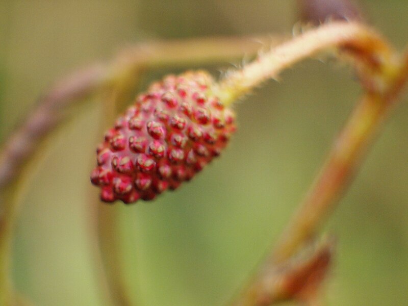 File:Buah semalu.jpg