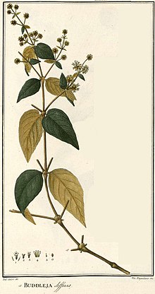 Buddleja diffusa - Ruiz Lopez, H., Pavon, J., Flora Peruviana, et Chilensis, vol. 1 Piring 1-152 (1798-1802) - 187339 (crop).jpg