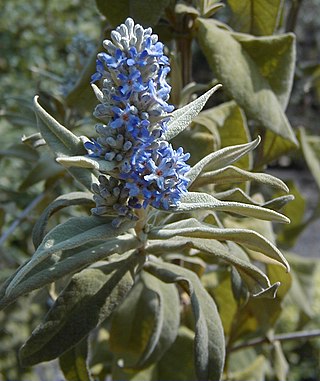 <i>Buddleja salviifolia</i> Species of flowering plant