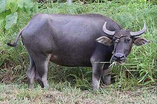 <span class="mw-page-title-main">Wildlife of Brunei</span>