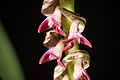 Bulbophyllum cochleatum var. bequaertii