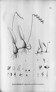 plate 115 I. Bulbophyllum granulosum II. Bulbophyllum napellii (as syn. Bulbophyllum monosepalum)