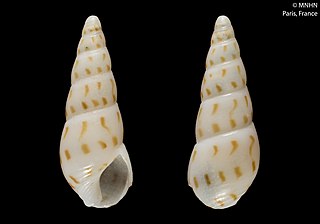 <i>Bullia mirepicta</i> Species of gastropod