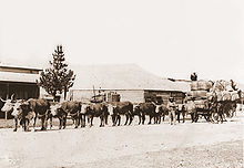 Bullock team hauling wool in Australia Bullock team.jpg