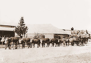 <span class="mw-page-title-main">Bullocky</span> Driver of a bullock team