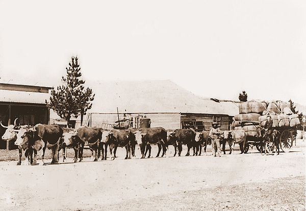 A bullock team hauling wool in New South Wales