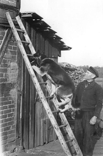 File:Bundesarchiv Bild 183-08408-0002, VEG Joachimshof, Nachtwärter mit Hund.jpg