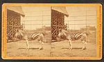 Miniatuur voor Bestand:Burchell's zebra, by Cremer, James, 1821-1893.jpg