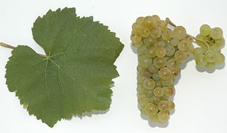 Der Pinot blanc, Weißer Burgu