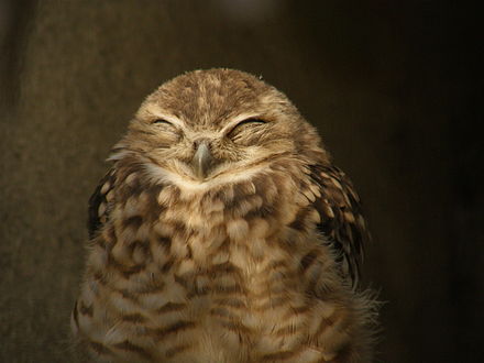 440px-Burrowing_owl_smile.jpg