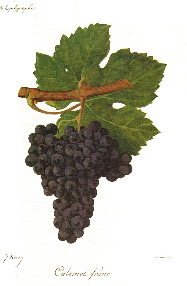 Cabernet-franc