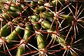Cacti At RHS Wisley Garden Surrey UK.jpg