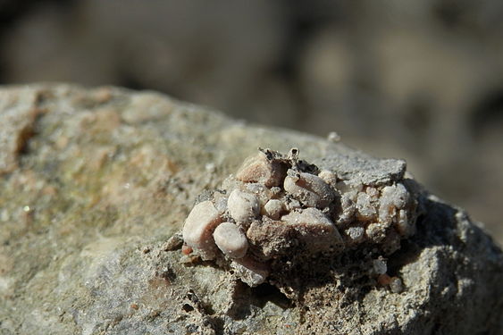 Caddis Fly (Trichoptera) Case