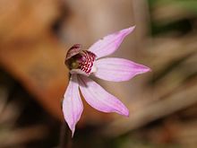 Caladenia vulgaris (2) .jpg