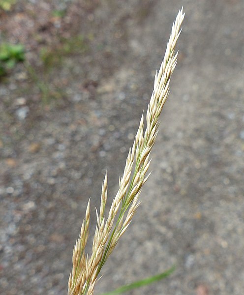 File:Calamagrostis varia flower (08).jpg